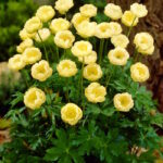 Купальница Нью Мун