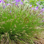 Осока Девилла