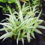 Осока ржавопятнистая Вариегата