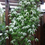 Княжик сибирский