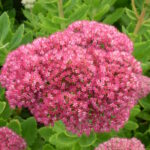 Очиток видный