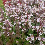 Пенстемон наперстянковый