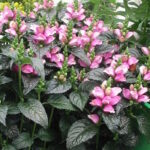 Хелоне косая