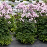 Василистник Нимбус Пинк