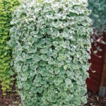 Будра плющелистная Вариегата