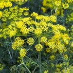 Фенхель обыкновенный