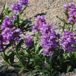 Пенстемон заостренный Блю Бакл