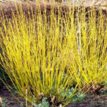 Дёрен Флавирамеа