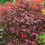 Пузыреплодник Рэд Барон