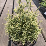 Туя Столвейг