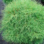 Туя Мистер Боулинг Болл