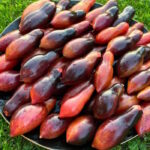 Томат Розовая Пантера