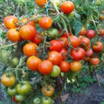 Томат Таймыр