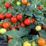 Томат Микро Тина