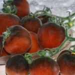 Томат Элма Голубая Пушистая