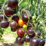 Томат Элма Голубая