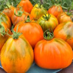 Томат Ярсон 13