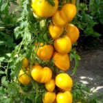 Томат Солнечный Утес