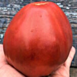 Томат Тундра