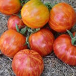 Томат Динс Брэд Гейтс