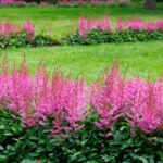 Астильба Вероника Клозе