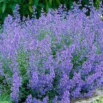 Котовник Кит Кэт