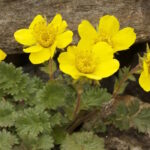 Гравилат горный