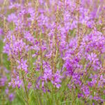 Дербенник прутовидный Хэппинес