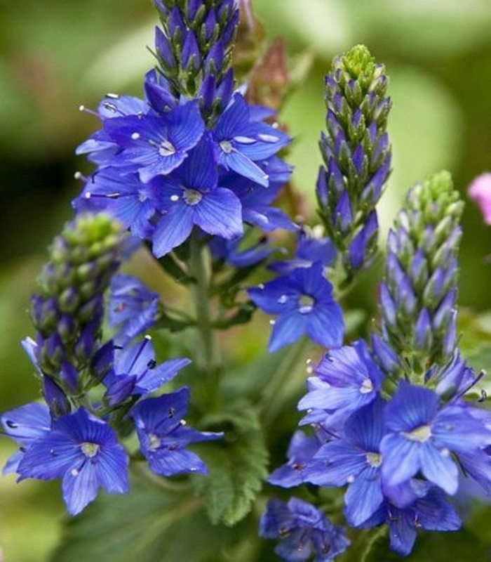 19795_Вероника широколистная_01 Вероника широколистная — изображение 1