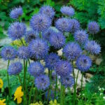 Букашник многолетний