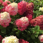 Гортензия метельчатая Редлайт