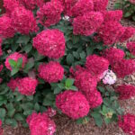 Гортензия метельчатая Самарская Лидия