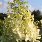 Гортензия метельчатая Долли