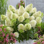 Гортензия метельчатая Литтл Спуки