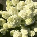 Гортензия метельчатая Брайтлайт