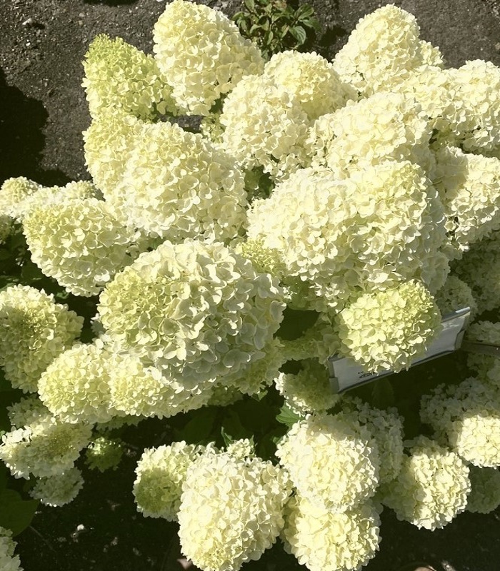 33111_Гортензия метельчатая Брайтлайт_01 Гортензия метельчатая Брайтлайт — изображение 1