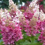 Гортензия метельчатая Конфетти