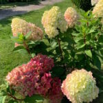 Гортензия метельчатая Бонфаер