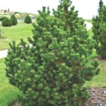 Сосна горная