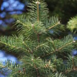 Пихта цельнолистная