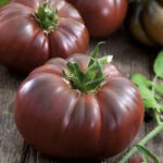 Томат Тыква Фиолетовая