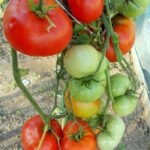 Томат Дубовая роща