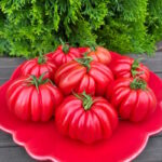 Томат Подарок моей жене