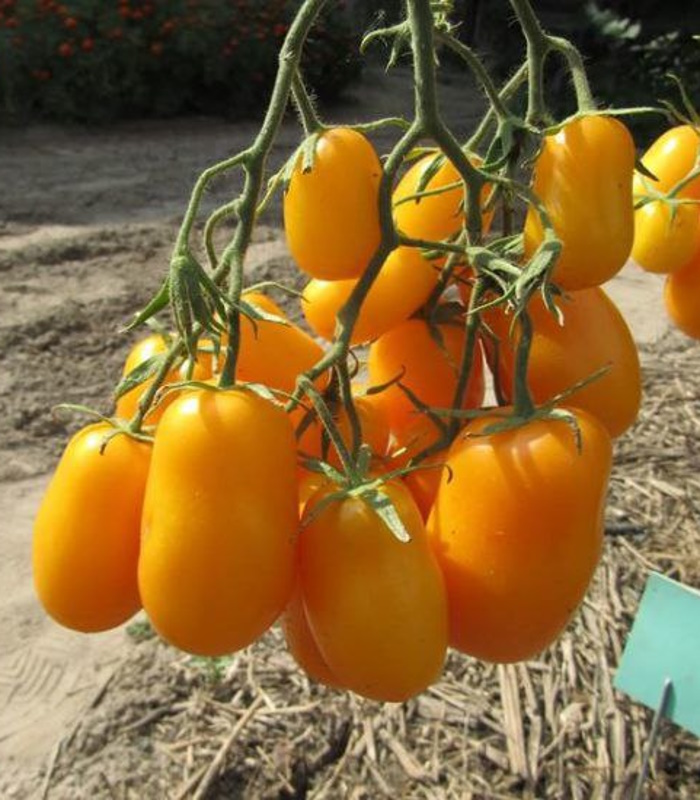 92331_Томат Сливка Бендрика желтая_01 Томат Сливка Бендрика желтая — изображение 1