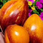 Томат Рыжая Комета Софии