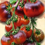 Томат Красный уголь