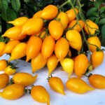 Томат Золотая Канарейка