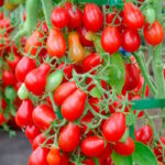 Томат Монпансье