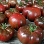 Томат Окрашенный галстук Фреда