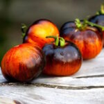 Томат Королева Ночи